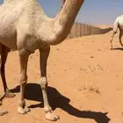 بكره شقحا كفو كفو بنت بعير عمير القحطاني وعلى التحليل