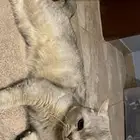 بسة سكوتش للبيع