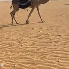 رحول ابل طيبه