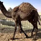 قعود مفرود مقفل شحم