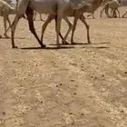 مفروده باتليه كفووو