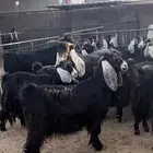 معزاء عوارض