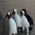 دواغير نعيم