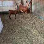 عنز محايليه تحتها جفره