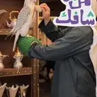 اللايجار الصقور مع الصقار الحتفلات والمناسبات بسعر مناسب