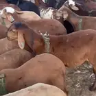 بهم سواكن حمري 200 راس
