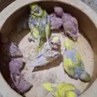 فروخ بادجي للبيع