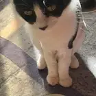 بسه