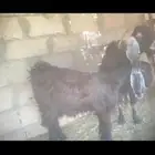 عنز والد