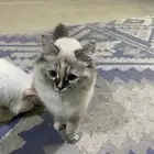 قطط للبيع