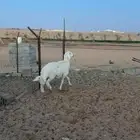 فحل حري فاخر