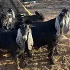 للبيع جفار عوارض صنف