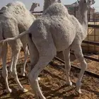 قعدان للبيع