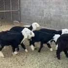 خرفان للبيع العدد 7