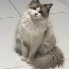 قط للتبني راغدول