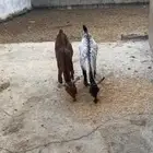 جفير اناث صحتهم طيبه ذبايح