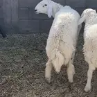 فحول حريات