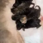 قطط للبيع