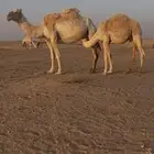 قعدان لحم اربعه