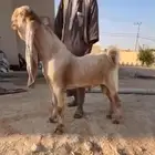 للبيع تيس هولندي جذع. تم البيع