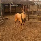 تيس جرم عالي. محايلي