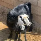 عنز رباع والد تحتها جفره ( تم البيع )