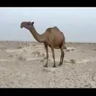 للبيع الناقه الضريبه البكر