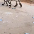 عرض بيع رخل كفو
