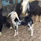 شاه شاتين متابيع