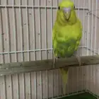 باجي