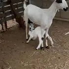 عنز بيشية منتوج