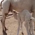 خلفه مصغر للبيع