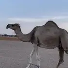 ناقه كفو