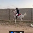 حصان فحل مربط