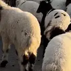 بهم نعيم بلدي فاخر شعره وطرف