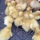 بط بكيني