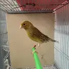 أنثى كناري جاهزه