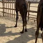 قعدان مجاهيم فواخر