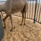 مفروده فل شحم للبيع