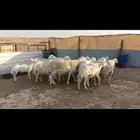 غنم حريات