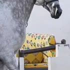 حصان فحل عربي ولد الفحل غيث الزبير