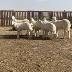 ابو علاء لجميع انواع الذبايح ذبح مع التوصيل