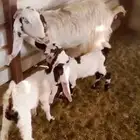 عنز معها ثنين