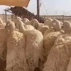 غنم حريات حرش مراح واحد بفحلها