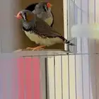 جوزين زيبرا منتجه