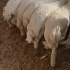 للبيع طليان حري