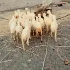 رخال رفيدية محايل عسير