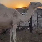 ناقه لقحه طيبه ام ثالث