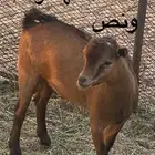تيوس قزميه