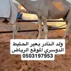 ولد النادر بعير الحليط الدوسري